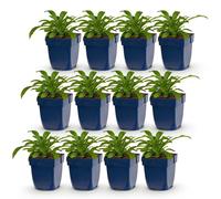 Green boutiQ - Plante vivace - Campanula pers. Alba - Campanule à feuilles de pêcher - Attire les abeilles et les papillons - Blanche - 12 plants - Pot de 11 cm - Hauteur 15-25 cm