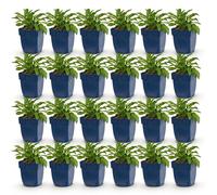 Green boutiQ - Plante vivace - Campanula persicaria Duo - Campanule à feuilles de pêcher - Attire les abeilles et les papillons - Bleu - Blanc - 24 plants - Pot de 11 cm - Hauteur 15-25 cm