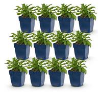 Green boutiQ - Plante vivace - Campanula persicaria Duo - Campanule à feuilles de pêcher - Attire les abeilles et les papillons - Bleu - Blanc - 12 plants - Pot de 11 cm - Hauteur 15-25 cm