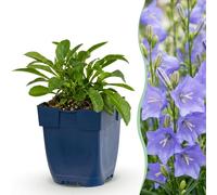 Green boutiQ - Plante vivace - Campanula persicifolia - Campanule à feuilles de pêcher - Attire les abeilles et les papillons - Bleu - 12 plants - Pot de 11 cm - Hauteur : 15-25 cm