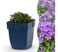 Green boutiQ - Plante vivace - Campanula portenschlagiana - Cloche à feuille de pêche - Couverture du sol - Rose - 12 Plantes - Pot 11cm - Hauteur 15-25cm