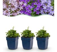 Green boutiQ - Plante vivace - Campanula portenschlagiana Tricolour - Campanule à feuilles de pêcher - Couvre-sol - Violet - Rose - Blanc - 12 plants - Pot de 11 cm - Hauteur 15-25 cm