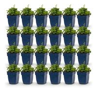 Green boutiQ - Plante vivace - Campanula portenschlagiana Tricolour - Campanule à feuilles de pêcher - Couvre-sol - Violet - Rose - Blanc - 24 plants - Pot de 11 cm - Hauteur 15-25 cm