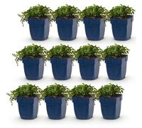 Green boutiQ - Plante vivace - Campanula posch. Stella - Campanule à feuilles de pêcher - Couvre-sol - Violet - 12 plants - Pot de 11 cm - Hauteur 15-25 cm