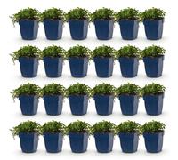 Green boutiQ - Plante vivace - Campanula posch. Stella - Campanule à feuilles de pêcher - Couvre-sol - Violet - 24 plants - Pot de 11 cm - Hauteur 15-25 cm