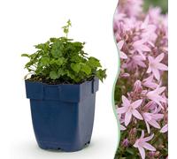 Green boutiQ - Plante vivace - Campanula posch. Variété Lisduggan - Campanule - Couvre-sol - Blanc - 12 plants - Pot de 11 cm - Hauteur 15-25 cm