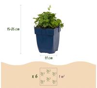 Green boutiQ - Plante vivace - Campanula posch. Variété Lisduggan - Campanule - Couvre-sol - Blanc - 24 plants - Pot de 11 cm - Hauteur 15-25 cm
