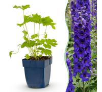 Green boutiQ - Plante vivace - Delphinium (P) Black Knight - Delphinium - Attire les abeilles et les papillons - Violet - 12 plants - Pot de 11 cm - Hauteur : 15-25 cm