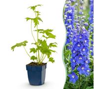 Green boutiQ - Plante vivace - Delphinium (P) Blue Bird - Delphinium - Attire les abeilles et les papillons - Bleu - 24 plants - Pot de 11 cm - Hauteur : 15-25 cm