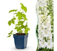 Green boutiQ - Plante vivace - Delphinium (P) Galahad - Delphinium - Attire les abeilles et les papillons - Blanc - 12 plants - Pot de 11 cm - Hauteur : 15-25 cm