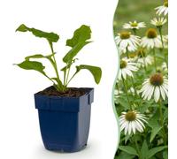 Green boutiQ - Plante vivace - Echinacea purp. Alba - Rudbeckie - Attire des abeilles et des papillons - Blanc - 12 Plantes - Pot 11cm - Hauteur 15-25cm
