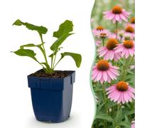 Green boutiQ - Plante vivace - Echinacea purp. Magnus - Chapeau de soleil - Attracteurs d'abeilles et de papillons - Rose - 12 Plantes - Pot 11cm - Hauteur 15-25cm