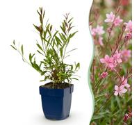 Green boutiQ - Plante vivace - Gaura lindh. Florgauros - Bougie d'été - Attire les abeilles et les papillons - Rose - 24 Plantes - Pot 11cm - Hauteur 15-25cm