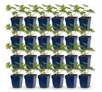 Green boutiQ - Plante vivace - Géranium Johnson's Blue - Geranium - Couvre-sol - Bleu - 24 plants - Pot de 11 cm - Hauteur 15-25 cm