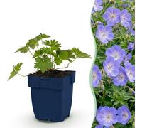 Green boutiQ - Plante vivace - Géranium 'Rozanne' - Erodium - Couvrant de sol - Bleu - 12 Plantes - Pot 11cm - Hauteur 15-25cm