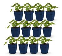Green boutiQ - Plante vivace - Géranium « Rozanne » - Géranium - Couvre-sol - Bleu - 12 plants - Pot de 11 cm - Hauteur 15-25 cm