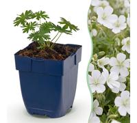 Green boutiQ - Plante vivace - Geranium sang. Album - Geranium - Couvre-sol - Blanc - 24 plants - Pot de 11 cm - Hauteur 15-25 cm