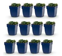 Green boutiQ - Plante vivace - Geranium sang. Max Frei - Geranium - Couvre-sol - Rose - 12 plants - Pot de 11 cm - Hauteur 15-25 cm
