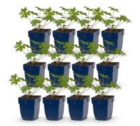 Green boutiQ - Plante vivace - Géranium tricolore - Geranium - Couvre-sol - Violet - Rose - Blanc - 12 plants - Pot de 11 cm - Hauteur : 15 à 25 cm