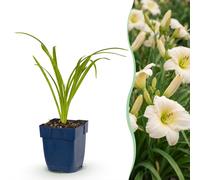 Green boutiQ - Plante vivace - Hemerocallis Arctic Snow - Hémérocalle - Attire les abeilles et les papillons - Crème - 24 plants - Pot de 11 cm - Hauteur : 15-25 cm