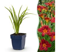 Green boutiQ - Plante vivace - Hemerocallis Autumn Red - Hémérocalle - Attire les abeilles et les papillons - Rouge - 24 Plantes - Pot 11cm - Hauteur 15-25cm