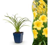Green boutiQ - Plante vivace - Hemerocallis Stella d'Oro - Lis d'un jour - Attire abeilles et papillons - Jaune - 24 Plantes - Pot 11cm - Hauteur 15-25cm