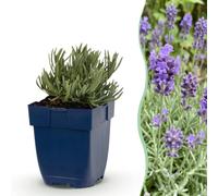 Green boutiQ - Plante vivace - Lavandula ang. Dwarf Blue - Lavande - Parfumée - Violet - 12 Plantes - Pot 11cm - Hauteur 15-25cm