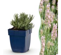 Green boutiQ - Plante vivace - Lavandula ang. Rosea - Lavande - Parfumée - Rose - 24 Plantes - Pot 11cm - Hauteur 15-25cm