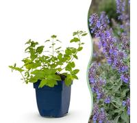 Green boutiQ - Plante vivace - Nepeta faassenii 'Six Hills Giant' - Cataire - Attire les abeilles et les papillons - Fleurs violettes - 12 plants - Pot de 11 cm - Hauteur : 15-25 cm