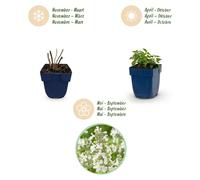 Green boutiQ - Plante vivace - Nepeta faassenii Snowflake - Herbe à chat - Attire les abeilles et les papillons - Blanche - 12 plants - Pot de 11 cm - Hauteur : 15-25 cm