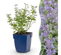 Green boutiQ - Plante vivace - Nepeta faassenii Walker's Low - Herbe à chat - Attireurs d'abeilles et de papillons - Bleu - 12 Plantes - Pot 11cm - Hauteur 15-25cm