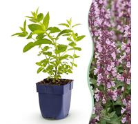 Green boutiQ - Plante vivace - Nepeta sib. Wild Orchid - Herbe à chat - Attire les abeilles et les papillons - Rose - 12 plants - Pot de 11 cm - Hauteur : 15-25 cm