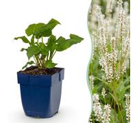Green boutiQ - Plante vivace - Persicaria ampl. Alba - Renouée - Ombre - Blanc - 24 Plantes - Pot 11cm - Hauteur 15-25cm