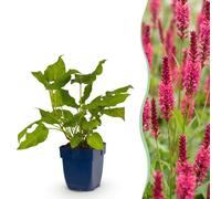 Green boutiQ - Plante vivace - Persicaria amplexicaulis - Renouée - Attire les abeilles et les papillons - Rouge - 24 Plantes - Pot 11cm - Hauteur 15-25cm