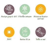 Green boutiQ - Plante vivace - Phlox Benita - Phlox - Couvre-sol - Bleu - 24 plants - Pot de 11 cm - Hauteur : 15-25 cm