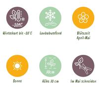 Green boutiQ - Plante vivace - Phlox Maischnee - Phlox flamboyant - Couvre-sol - Blanc - 12 plants - Pot de 11 cm - Hauteur : 15-25 cm