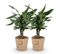 Green boutiQ - Plantes d'intérieur - Dracaena fragrans Steudneri - Arbre de dragon - Peu d'entretien - avec panier - Vert - 2 Plantes - Pot 17cm - Hauteur 50-55cm