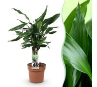 Green boutiQ - Plantes d'intérieur - Dracaena fragrans Steudneri - Dragonnier - Peu d'entretien - Vert - 1 Plante - Pot 17cm - Hauteur 50-55cm