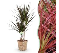 Green boutiQ - Plantes d'intérieur - Dracaena Magenta - Arbre à sang de dragon - Peu d'entretien - avec panier - Rouge - 1 Plante - Pot 17cm - Hauteur 70-80cm