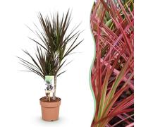 Green boutiQ - Plantes d'intérieur - Dracaena Magenta - Arbre à sang de dragon - Peu d'entretien - Rouge - 1 Plante - Pot 17cm - Hauteur 70-80cm