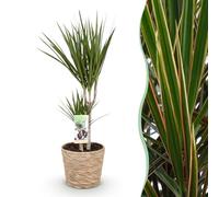 Green boutiQ - Plantes d'intérieur - Dracaena Marginata - Arbre à dragon - Peu d'entretien - avec panier - Vert - 1 Plante - Pot 17cm - Hauteur 70-80cm