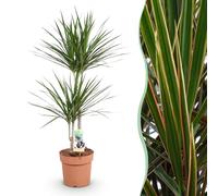 Green boutiQ - Plantes d'intérieur - Dracaena Marginata - Arbre de dragon - Peu d'entretien - Vert - 1 Plante - Pot 21cm - Hauteur 90-100cm