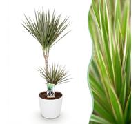 Green boutiQ - Plantes d'intérieur - Dracaena Marginata Bicolor - Arbre à dragon - Peu d'entretien - Vert - marron - 1 Plante - avec Potter Blanc - Pot 21cm - Hauteur 90-100cm