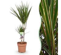Green boutiQ - Plantes d'intérieur - Dracaena Marginata - Dragonnier - Peu d'entretien - Vert - 1 Plante - Pot 17cm - Hauteur 70-80cm