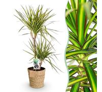 Green boutiQ - Plantes d'intérieur - Dracaena Sunray - Arbre à dragon - Peu d'entretien - avec panier - Vert - jaune - 1 Plante - Pot 21cm - Hauteur 90-100cm