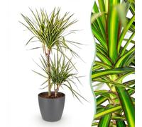Green boutiQ - Plantes d'intérieur - Dracaena Sunray - Arbre à dragon - Peu d'entretien- Vert - jaune - 1 Plante - avec Pot Gris - Pot 21cm - Hauteur 90-100cm