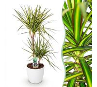 Green boutiQ - Plantes d'intérieur - Dracaena Sunray - Arbre à dragon - Peu d'entretien - Vert - jaune - 1 Plante - avec Potter Blanc - Pot 21cm - Hauteur 90-100cm