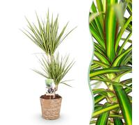 Green boutiQ - Plantes d'intérieur - Dracaena Sunray - Dragonnier - Peu d'entretien - avec panier - Vert - jaune - 1 Plante - Pot 17cm - Hauteur 70-75cm