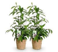 Green boutiQ - Plantes d'intérieur - Dracaena surculosa - Arbre à sang de dragon - Peu d'entretien - avec panier - Vert - 2 Plantes - Pot 17cm - Hauteur 60-70cm