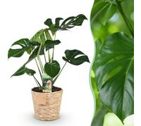 Green boutiQ - Plantes d'intérieur - Monstera Deliciosa - Plante à trous - Peu d'entretien - avec panier - Vert - 1 Plante - Pot 17cm - Hauteur 50-55cm